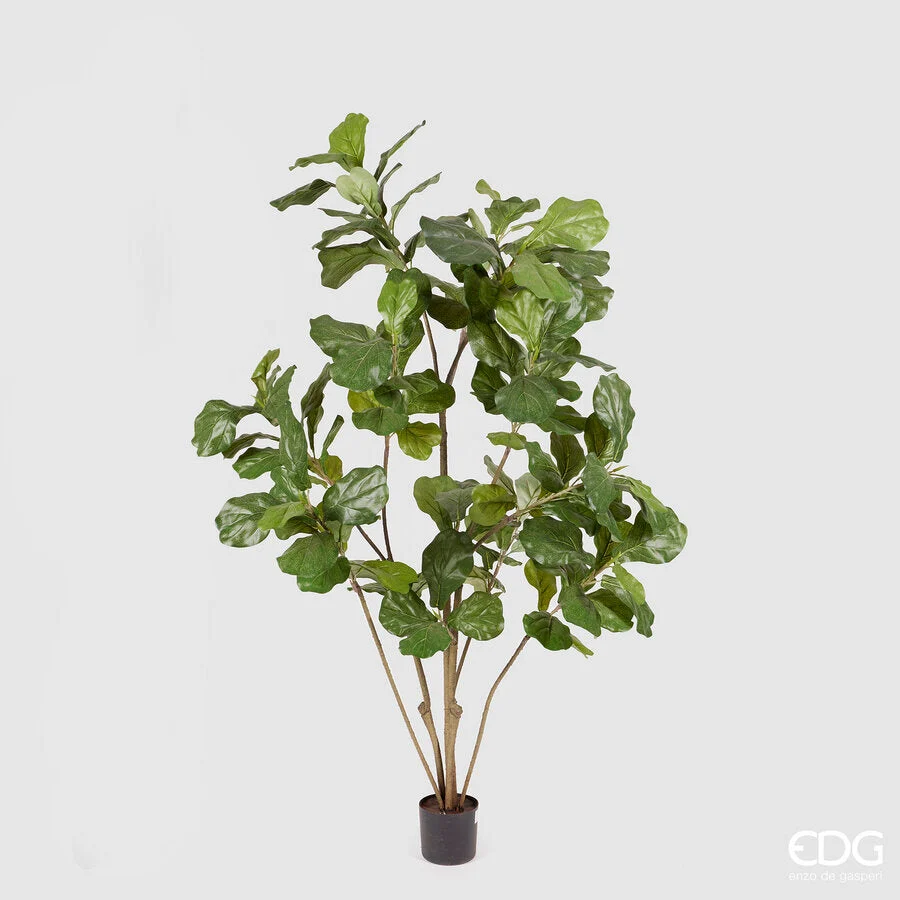 EDG Enzo De Gasperi Ficus Lyrata con Vaso H 152 Cm Green