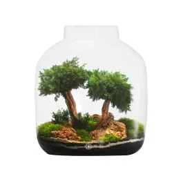 COMPOSIZIONE 38X33 CM CON BONSAI DI GINEPRO PIANTE E MUSCHI STABILIZZATI
