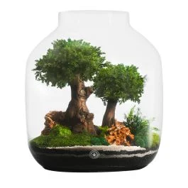 COMPOSIZIONE 43X36 CM CON BONSAI DI GINEPRO PIANTE E MUSCHI STABILIZZATI