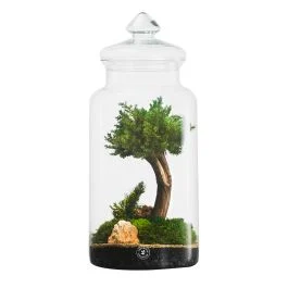 COMPOSIZIONE 28X18 CM CON BONSAI DI GINEPRO PIANTE E MUSCHI STABILIZZATI