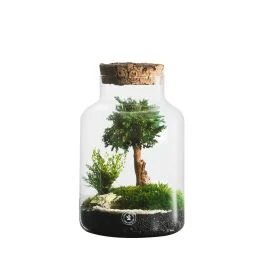 COMPOSIZIONE 26X16 CM CON BONSAI DI GINEPRO PIANTE E MUSCHI STABILIZZATI