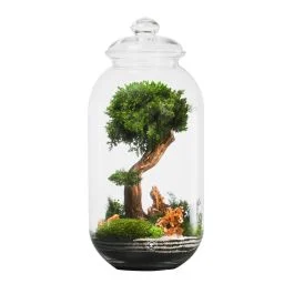 COMPOSIZIONE 42X22 CM CON BONSAI DI GINEPRO PIANTE E MUSCHI STABILIZZATI