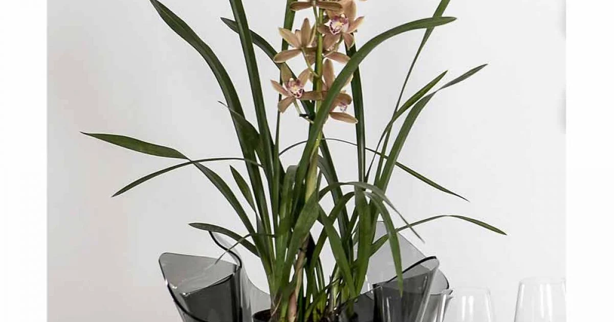 Vaso interno/esterno drappeggiato fumé Pina, design moderno
