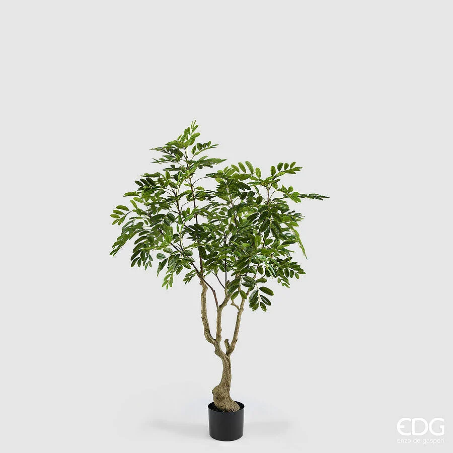 EDG Enzo De Gasperi Dalbergia Vogue con Vaso Pianta Artificiale H 180 Cm Verde