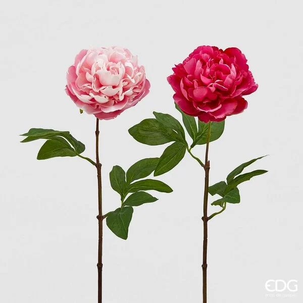 EDG Enzo De Gasperi Peonia Olis Ramo H 65 Cm Fucsia o Rosa 1Pz